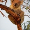 Koala - Phascolarctos cinereus o2937